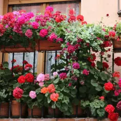 Do kiedy pelargonie na balkonie? Kluczowe wskazówki, by ich nie stracić