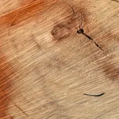 Drewno z widocznymi słojami i pomarańczową plamą. Dowiedz się, jak usunąć tłuste plamy z drewna, by przywrócić mu naturalny wygląd.
