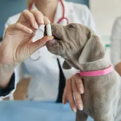 Antybiotyk u psa? Odbuduj jelita: Probiotyki kiedy i jak?