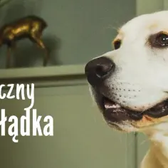 Skręt żołądka czy wzdęcia u psa? Poradnik ratujący życie pupila