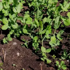 Co na poplon w ogrodzie? Najlepsze rośliny poprawiające glebę.