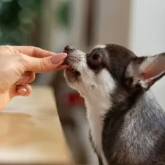 Chihuahua zjada smakołyk z ręki. Po jakim czasie działa trocoxil? To pytanie nurtuje wielu właścicieli psów.