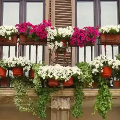Jakie kwiaty na balkon w maju - najlepsze rośliny do uprawy i pielęgnacji