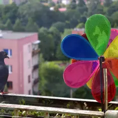 Skuteczne sposoby na gołębie na balkonie – jak się ich pozbyć?