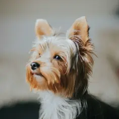 Uroczy yorkshire terrier czeka na czesanie. Jego długa sierść potrzebuje delikatnej szczotki dla yorka, by lśniła.