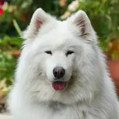 Samoyed: Ile czasu na czesanie? Zdrowa sierść bez kołtunów!