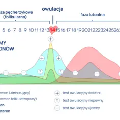 Wykres pokazuje poziomy hormonów w cyklu menstruacyjnym. Objawy cyklu bezowulacyjnego mogą być związane z brakiem piku LH i zmianami w poziomach estrogenu i progesteronu.