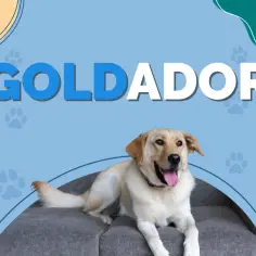 Uśmiechnięty golden labrador mix leży na szarej poduszce. Nad nim napis "GOLDADOR".