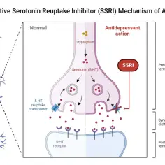 Schemat działania leku SSRI: blokuje wychwyt zwrotny serotoniny, zwiększając jej dostępność w synapsie.