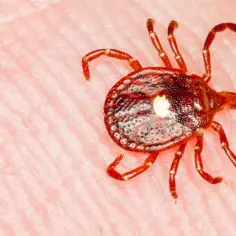 Ile odnóży ma kleszcz? Zaskakująca prawda o budowie tego groźnego pasożyta
