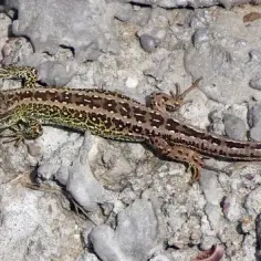 Skuteczne metody, jak pozbyć się jaszczurek z ogrodu w ekologiczny sposób
