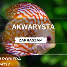 Ile prądu zużywa akwarium 112l? Poznaj ukryte koszty i oszczędności