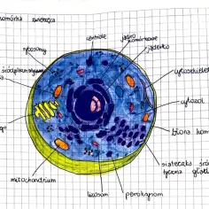 Ilustracja przedstawia komórkę zwierzęcą z zaznaczonymi organellami komórkowymi i ich funkcjami: jądro, mitochondria, aparat Golgiego, siateczki śródplazmatyczne, rybosomy, lizosomy, peroksysomy, centriole, cytoszkielet i cytoplazma.