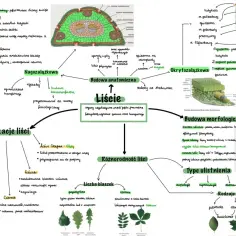 Funkcjonowanie roślin biologia rozszerzona: budowa anatomiczna, morfologiczna i rodzaje unerwienia liści.