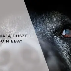 Pytanie "czy zwierzęta mają duszę" zadane na tle spojrzenia psa.