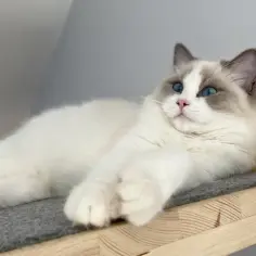 Biały kot rasy Ragdoll z niebieskimi oczami leży na drewnianej półce.