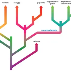 Drzewo filogenetyczne ilustrujące teorię ewolucji roślin: od mchów, widłaków, skrzypów, paproci, przez pranagozalążkowe, do nagonasiennych i okrytonasiennych.