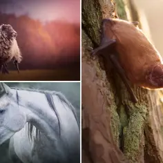 Ile zarabia fotograf zwierzęcy? Zaskakujące fakty o dochodach