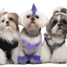 Trzy shih tzu obcięte: jeden w czarnej bluzie, drugi z fioletowym irokezem i łapkami, trzeci w pasiastym sweterku.