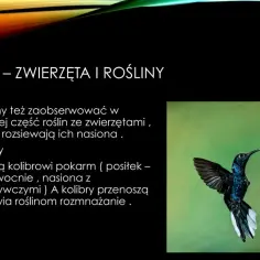 Koliber pije nektar z kwiatu, ilustrując **mutualizm** – wzajemną korzyść między zwierzętami a roślinami.
