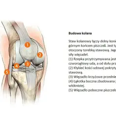 Anatomia kolana, ilustracja stawu z zaznaczonymi elementami. Zmiany zwyrodnieniowe stawów mogą dotyczyć tych struktur.