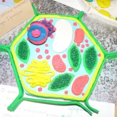 Jak zrobić model komórki roślinnej z plasteliny – proste kroki i porady
