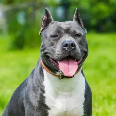 Uśmiechnięty amstaff na trawie. Warto wiedzieć, ile żyją amstaffy, by cieszyć się nimi jak najdłużej.
