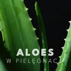 Zielone liście aloesu z ząbkowanymi brzegami. Aloes na twarz to naturalny sposób na nawilżenie i ukojenie skóry.