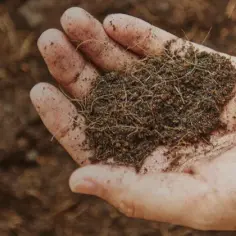 Dłoń trzymająca ziemię z drobnymi włóknami.