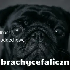 Psy brachycefaliczne: Urok czy cierpienie? Jak dbać o zdrowie?