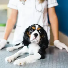 Mały piesek rasy Cavalier King Charles Spaniel leży na stole weterynaryjnym, a jego psu się odbija. Weterynarz w białej bluzie i rękawiczkach stoi za nim.