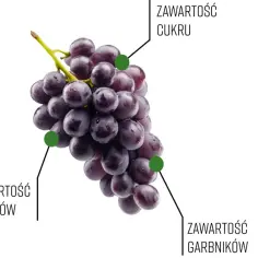 Kiedy zbierać winogrona na wino? Analiza zawartości cukru, kwasów i garbników na kiści ciemnych winogron.