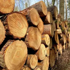 Stos ściętych pni drzew, widoczne słoje i kora. Waga drewna w lesie, gotowa do transportu.