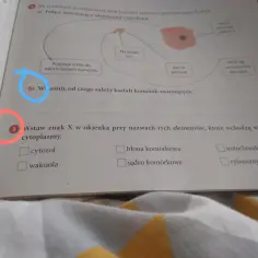 Pytanie o to, od czego zależy kształt komórek zwierzęcych, z zaznaczonymi opcjami: cytozol, błona komórkowa, jądro komórkowe, mitochondria, rybosomy, wakuola.
