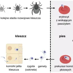 Cykle rozwojowe protistów: kleszcz rozmnaża się, zaraża psa, a następnie pasożyt namnaża się w jego organizmie.