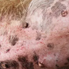 Alergia pokarmowa u psa: Skóra czy brzuch? Rozpoznaj objawy!