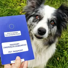 Jak wygląda paszport dla psa i co musisz o nim wiedzieć