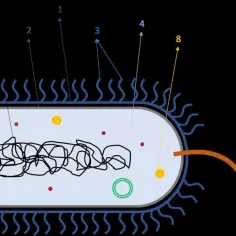 Ilustracja przedstawia funkcje komórki bakteryjnej: DNA, rybosomy, plazmid, błona, ściana komórkowa, rzęski, fimbrie, kapsułka i wici.