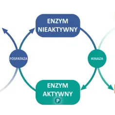 Schemat cyklu enzymatycznego: ATP, ADP, enzymy nieaktywny i aktywny, kinaza, fosfataza.