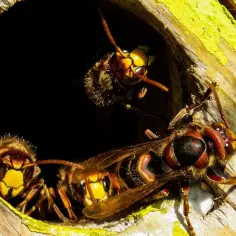 Szerszenie i osy wchodzą do dziupli, szukając schronienia. To pokazuje, gdzie zimują osy i szerszenie.