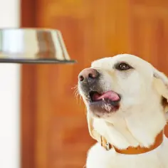 Syndrom głodowy labradora: Geny, choroba, czy dieta?
