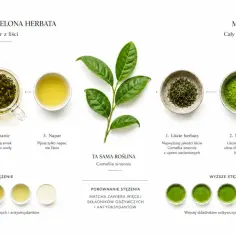 Porównanie tradycyjnej zielonej herbaty i matchy z liści Camellia sinensis. L-teanina jest kluczowym składnikiem.
