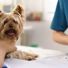 Co na ból dla psa: bezpieczne leki i naturalne metody łagodzenia bólu