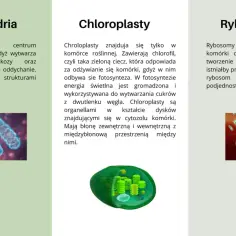 Ilustracja porównuje komórki zwierzęce i roślinne, pokazując mitochondria, chloroplasty i rybosomy.