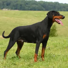 Elegancki doberman z ogonem stoi na zielonej łące, dysząc z językiem na wierzchu.