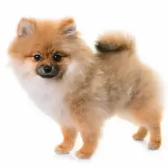 Kiedy pomeranian zmienia sierść? Kluczowe etapy i porady pielęgnacyjne