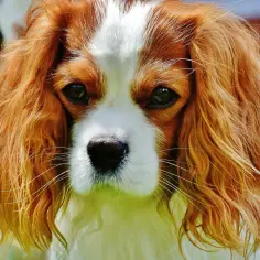 Uroczy cavalier king charles spaniel, czy gubi sierść? Jego długie, falujące włosy wyglądają na miękkie i lśniące.