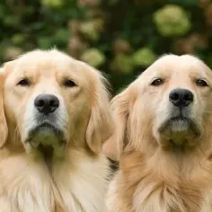 Dwa złote retrievery patrzą w obiektyw. Idealne szelki dla goldena retrievera zapewnią komfort i bezpieczeństwo podczas spacerów.