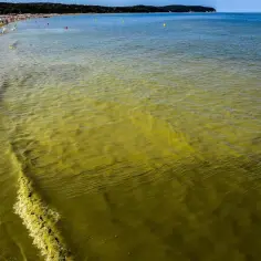 Żółto-zielona woda na Bałtyku, spowodowana zakwitem sinic, dociera do piaszczystej plaży z wypoczywającymi ludźmi.