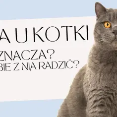 Kiedy kotka ma ruję? Poznaj objawy i cykle rui u kotek